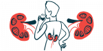 This illustration highlights the kidneys of a person taking a drink, as shown from behind.