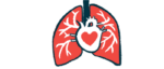 An illustration of the heart and lungs.