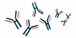An illustration shows antibodies.